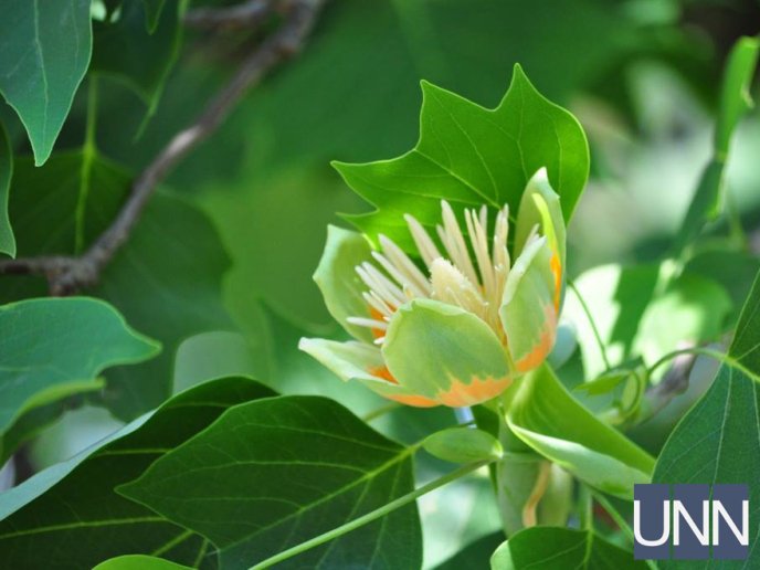 В Ужгороді квітне тюльпанове дерево – 03