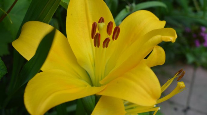 Закарпатка вирощує понад 30 видів різнокольорових лілій – 04