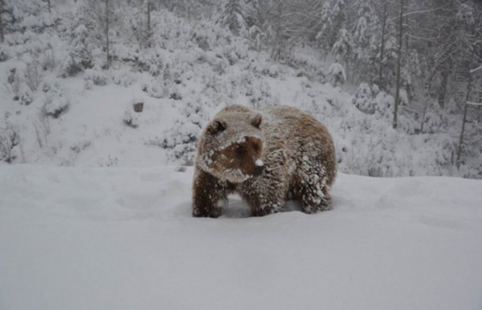 Мережу підкорюють фото бурих ведмедів – 01
