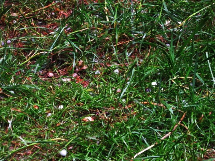 У Мукачеві під час сильної зливи випав град розміром з вишню – 09