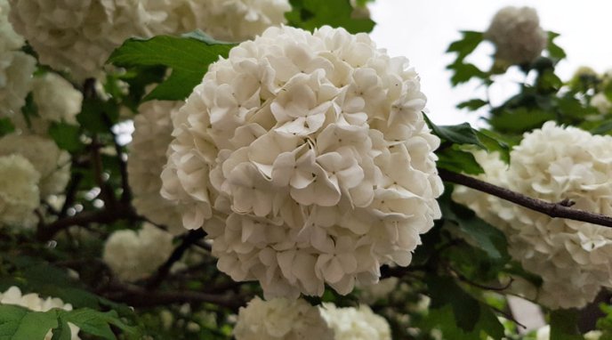 На Закарпатті квітне "зефір" – 03