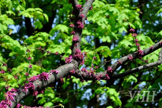Напередодні Великодня в Ужгороді розквітло Іудине дерево – 03