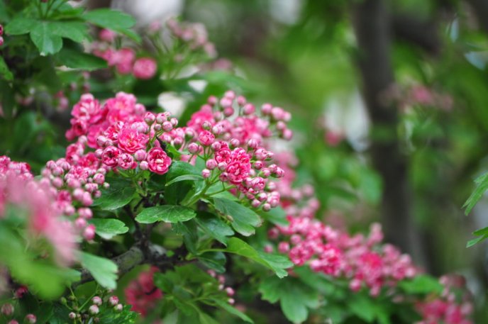 Центр Ужгорода знову стає рожевим: на вулиці Корятовича розквітає глід – 01