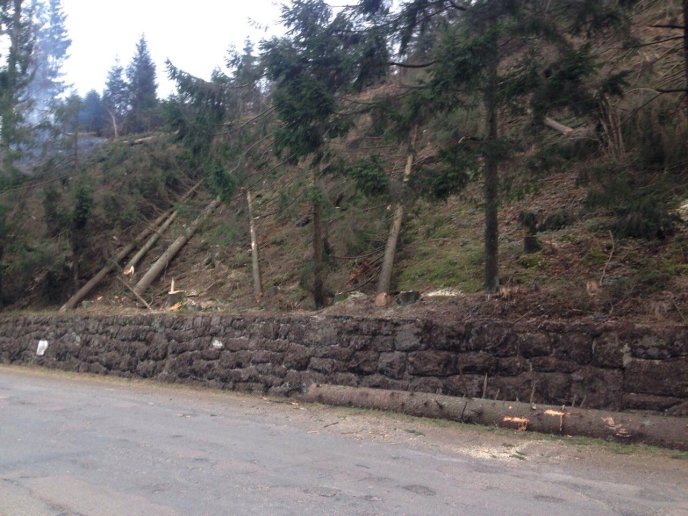 Активісти "Спецконтролю" оприлюднили відео масової незаконної вирубки лісів у Міжгірському районі – 01 Активісти "Спецконтролю" оприлюднили відео масової незаконної вирубки лісів у Міжгірському районі – 01