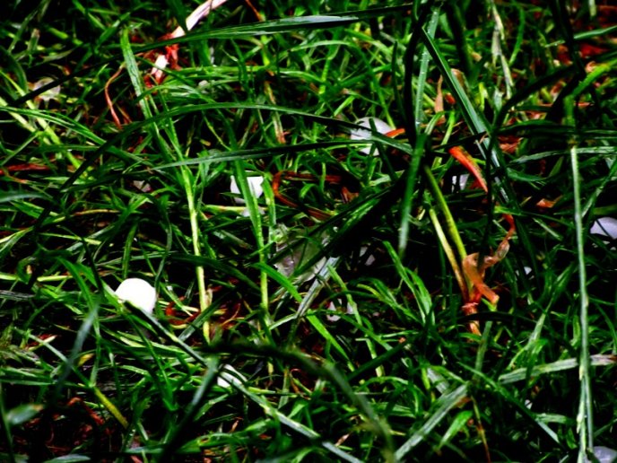 У Мукачеві під час сильної зливи випав град розміром з вишню – 10