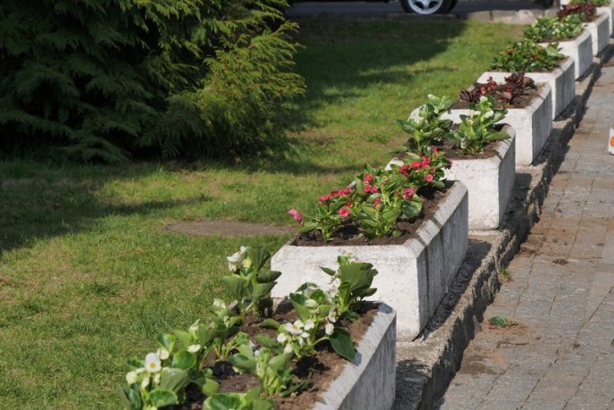 Бегонії, гладіолуси, пеларгонії та півонії: в Ужгороді висаджують сотні квітів – 04