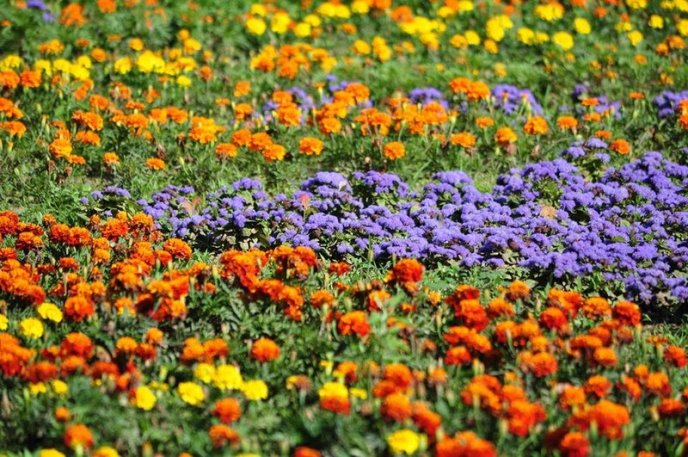 Ужгород буяє квітковим різнобарв’ям – 16