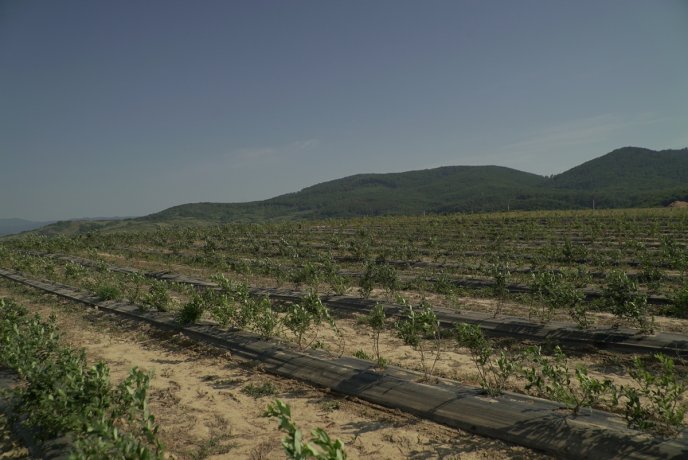 «Солодка» релокація: як на Закарпатті діє сучасна ягідна плантація – 06 «Солодка» релокація: як на Закарпатті діє сучасна ягідна плантація – 06