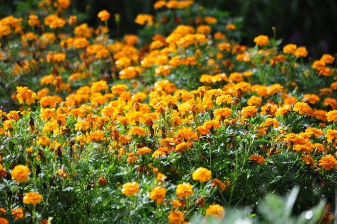 На площах Ужгорода висадили 1500 кущів хризантем – 01