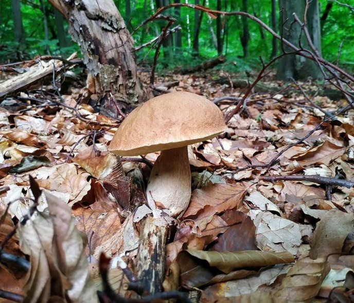 Тихе полювання: де на Закарпатті вже збирають гриби – 01