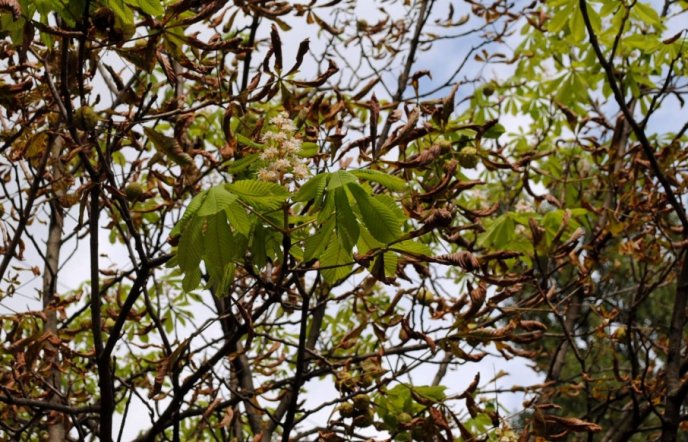 В Ужгороді сфотографували природну аномалію – 03 В Ужгороді сфотографували природну аномалію – 03