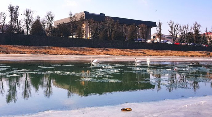 Лебедя, який опинився у крижаній пастці, приїхали визволяти рятувальники – 03
