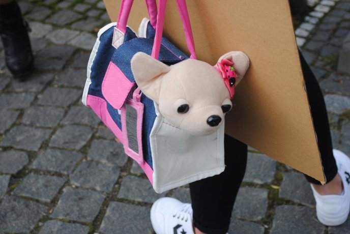 Пес на візку став одним із учасників маршу за права тварин в Ужгороді – 06