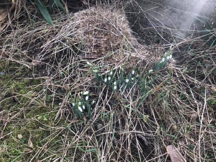 На Закарпатті з’явилися підсніжники, —  соцмережі – 02