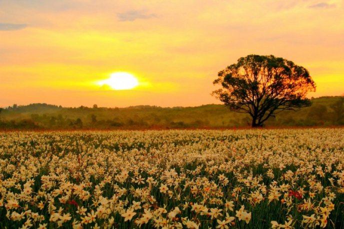 Італійське видання написало про закарпатську Долину нарцисів – 02