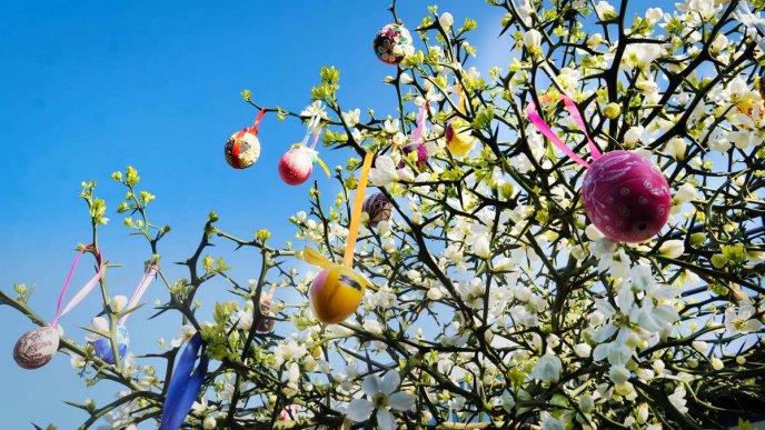 У Мукачеві почало квітнути дерево, яке раніше прикрасили понад сотнею писанок – 01