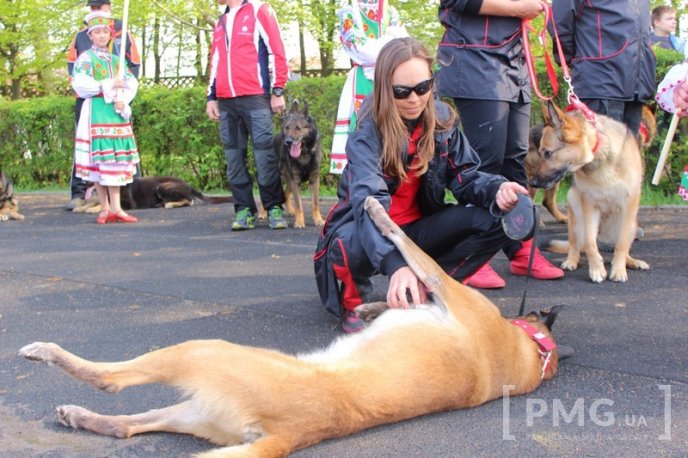 Збірна Франції перемогла на чемпіонаті світу зі слідової роботи службових собак – 31