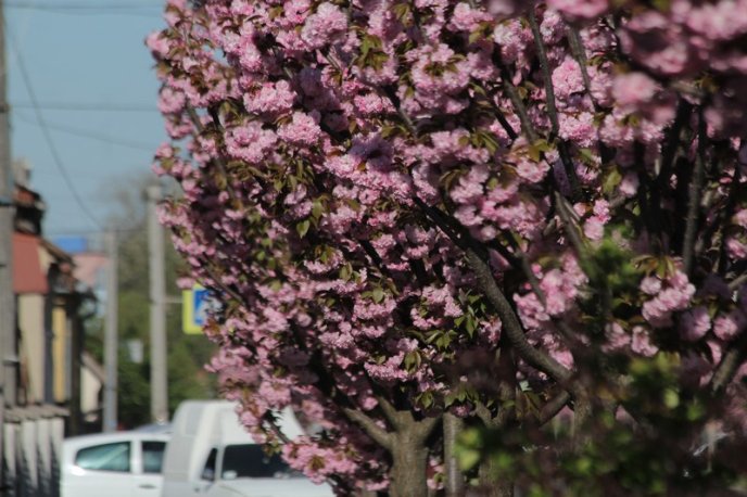 Неймовірна краса: у Мукачеві квітне найдовша алея сакур на Закарпатті – 03