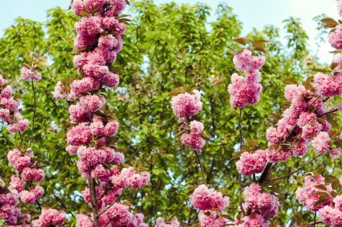 Туристичний імідж Мукачева – 09