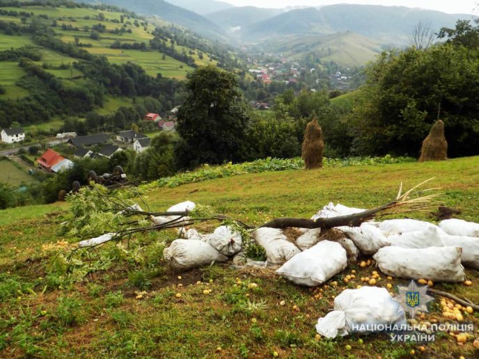 У жахливій ДТП загинув водій: перші подробиці – 02