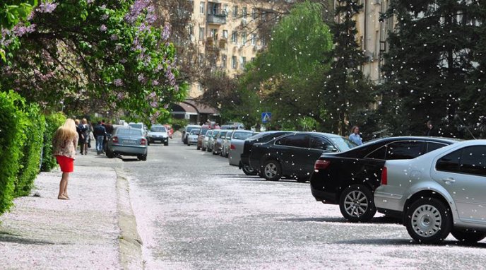 В Ужгороді випав квітневий "сніг" – 03