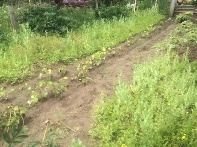 Жителька Виноградівщини незаконно вирощувала снодійний мак – 02