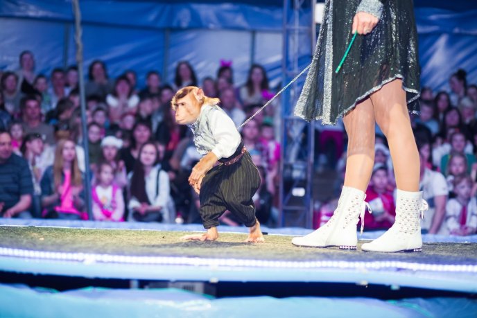 До Мукачева завітає цирк на воді "Рів’єра" – 03 До Мукачева завітає цирк на воді "Рів’єра" – 03