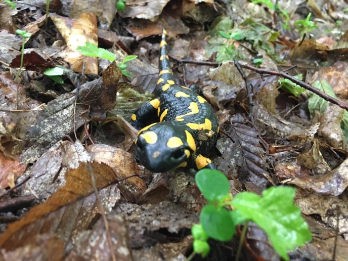 «Весняне диво»: у Карпатах розпочався сезон білих грибів – 10