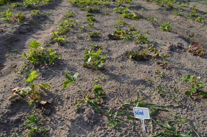 У Мукачеві можливо з’являться еко-дитсадки європейського типу – 12