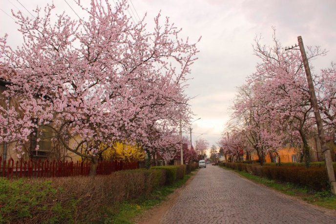 Цвітіння дерев у Мукачеві: краса у центрі міста – 13