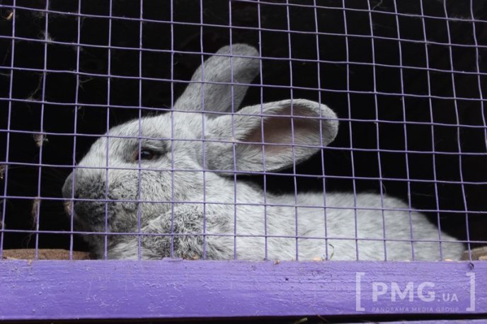 Закарпатець розводить кролів і непогано на цьому заробляє – 03