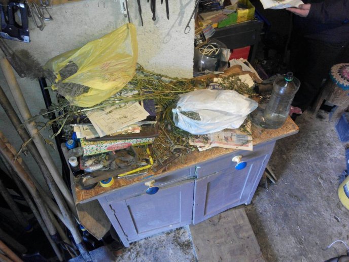 На горищі будинку закарпатець сушив коноплю – 02