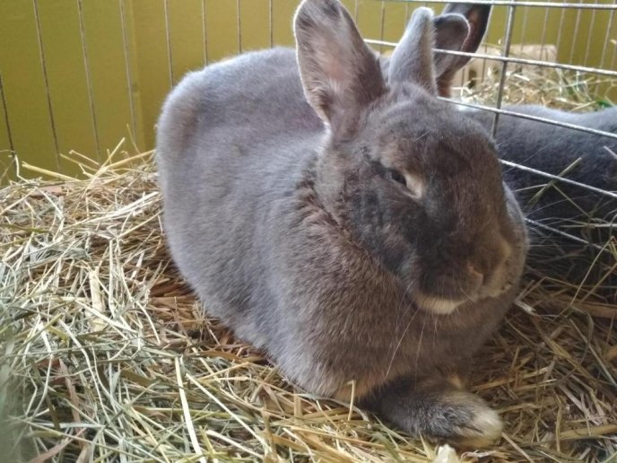 В Ужгороді відбулась виставка кролів – 09