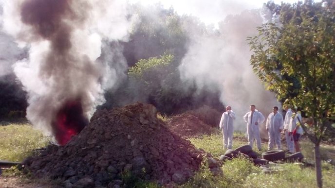 Спочатку тварин присипили, потім скинули у скотомогильник, далі спалили: як на Мукачівщині свиней утилізовують – 05