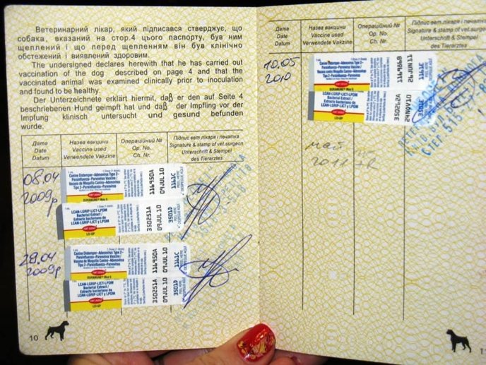 Якщо тримаєте вдома кота чи собаку: українців попередили про обов’язкове правило – 01 Приклад, як показано вакцинацію тварин