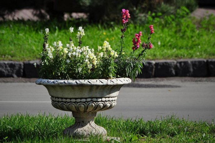 На площах Ужгорода висадили 1500 кущів хризантем – 07