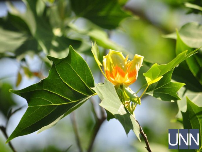 В Ужгороді квітне тюльпанове дерево – 01