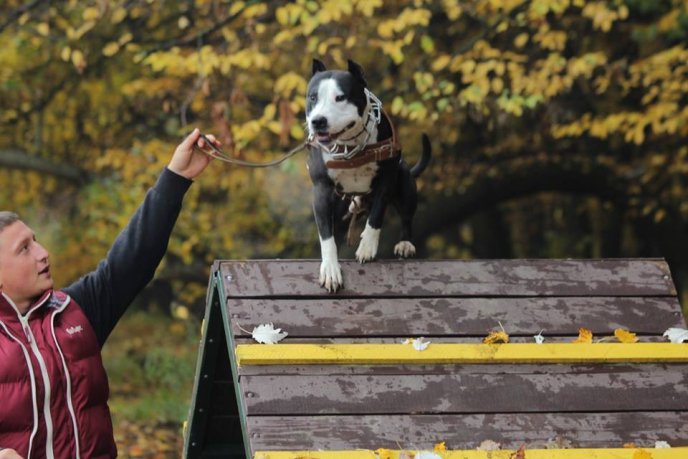 У Мукачеві відбулося урочисте відкриття дресирувального парку для собак – 03