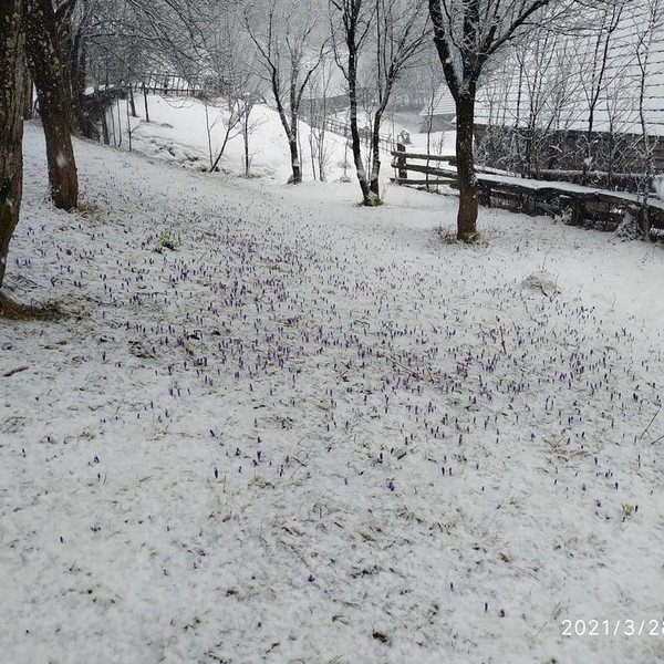 Наприкінці березня на Закарпатті випав сніг: ФОТО – 02