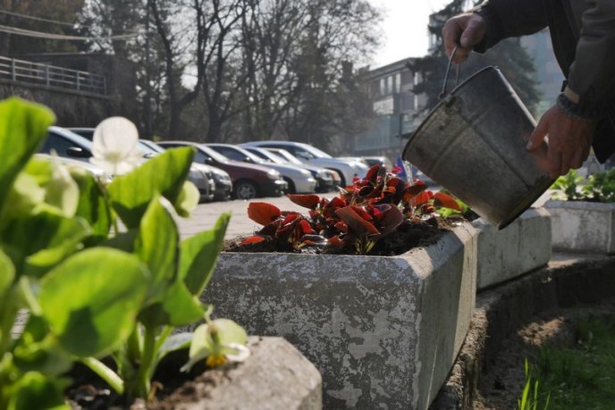 Бегонії, гладіолуси, пеларгонії та півонії: в Ужгороді висаджують сотні квітів – 05