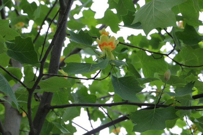 Тюльпанові дерева вже квітнуть у Мукачеві – 04