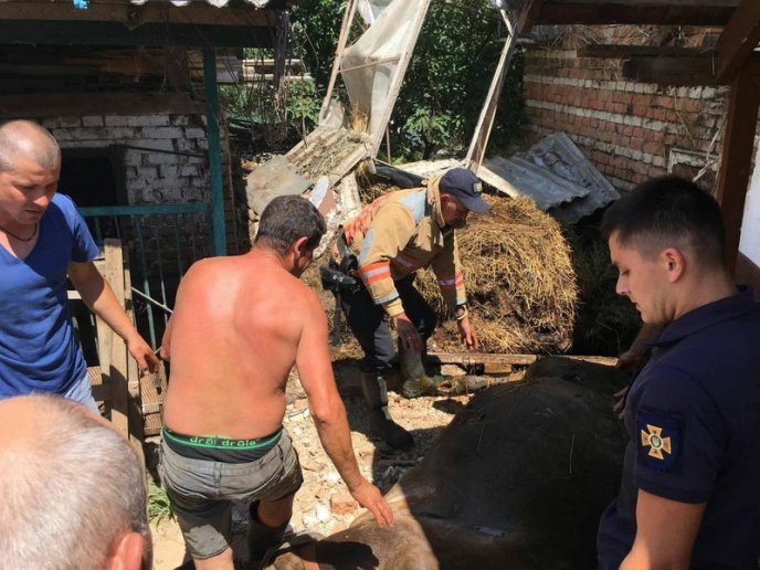 На Виноградівщині рятували корову зі страшної пастки – 04 На Виноградівщині рятували корову зі страшної пастки – 04