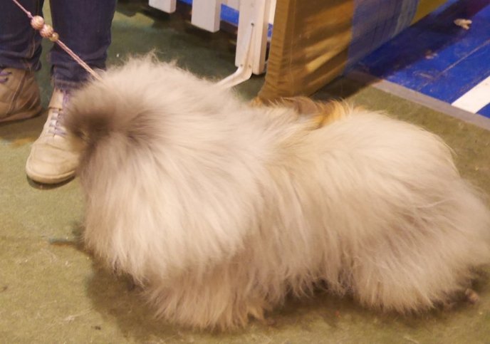 В Ужгороді визначили переможця Міжнародної виставки собак – 11