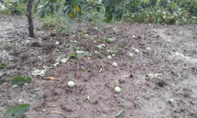 Виноградівщина оговтується від нищівного граду: шокуюче відео стихії – 10