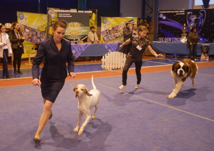 В Ужгороді визначили переможця Міжнародної виставки собак – 18