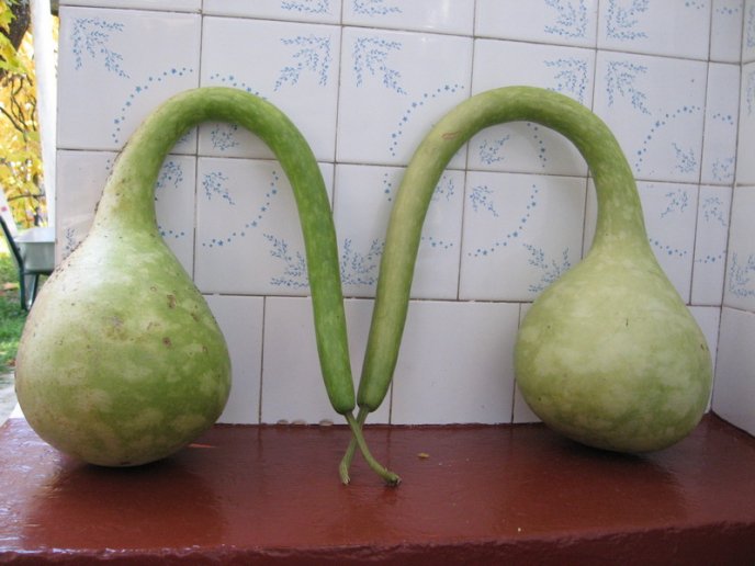 Закарпатець виростив на городі чудернацький овоч – 02