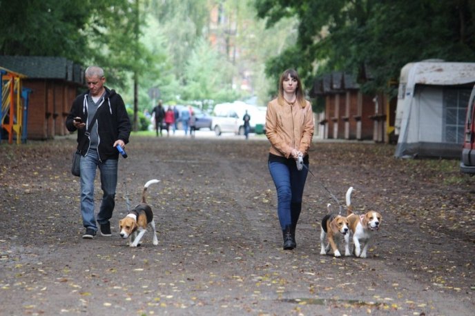 В Ужгород привезли понад 150 собак із різних областей України – 07