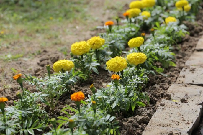 У центрі Мукачева висадили сотні квітів – 12