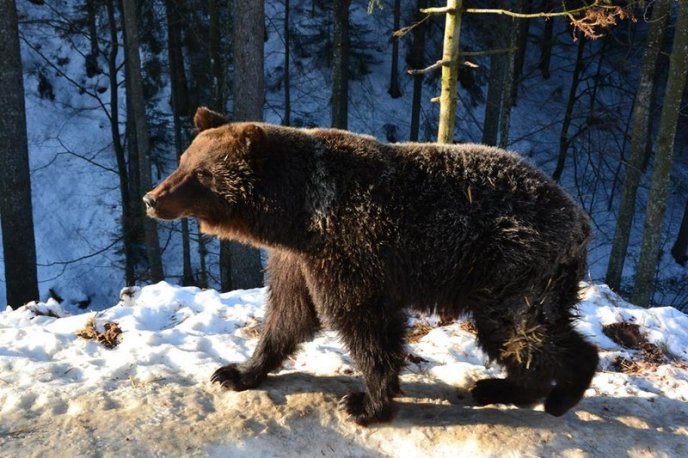 Соцмережі підкорюють фото ведмедів із Синевиру – 13 Соцмережі підкорюють фото ведмедів із Синевиру – 13