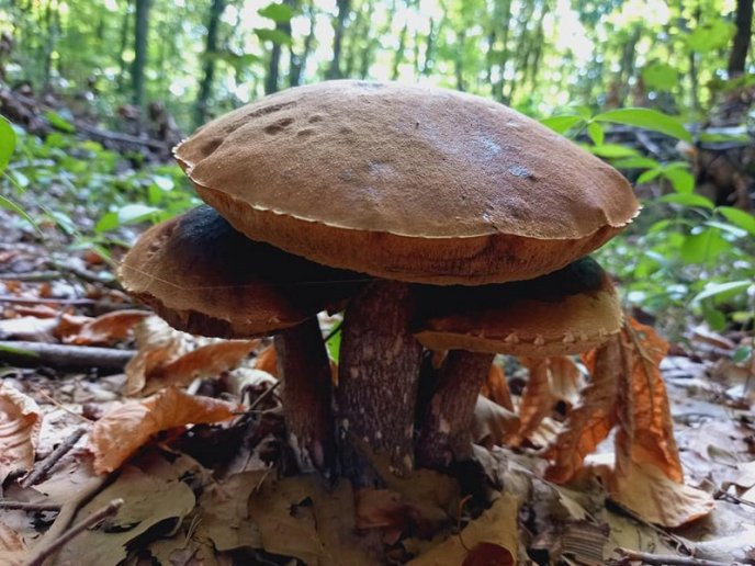 Грибний бум на Закарпатті: де зараз збирають найбільше грибів – 14